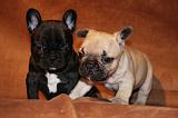 BOULEDOGUE FRANCAIS 797